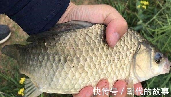 大河冬季鱼情差,台钓你钓深还是钓浅可以当作参考