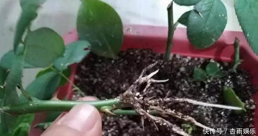 天竺葵|喜欢养花，就选这5种，“扔土里”就活，2月爆满盆，花开满阳台