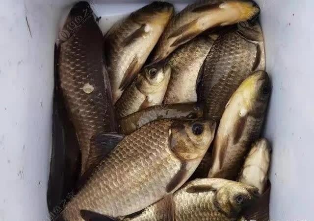 让鲫鱼都进护的酒米怎么做?跟我学,省钱又给力