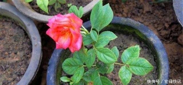 天气热,3种花适合扦插,温度越高生根越快,养护简单