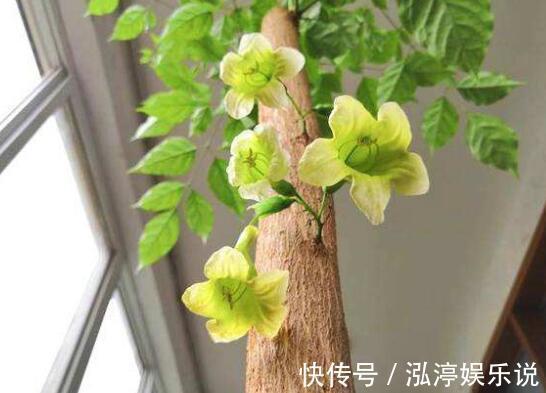 幸福树|幸福树盆栽,养护注意“4点”,新芽多,特别茂盛,还能养开花