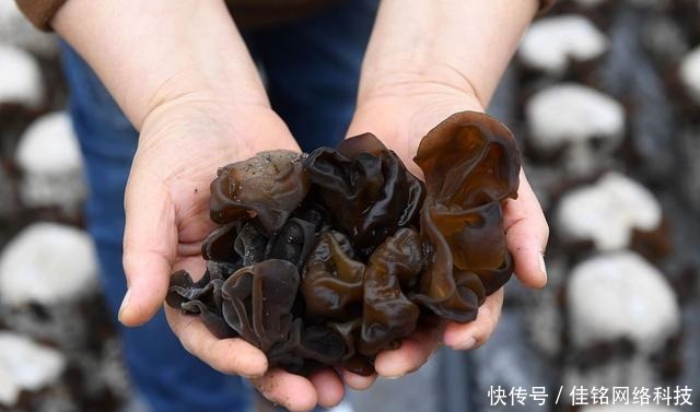 炒木耳,“噼啪”声太吓人!大厨教你技巧,不炸不溅油,轻松解决