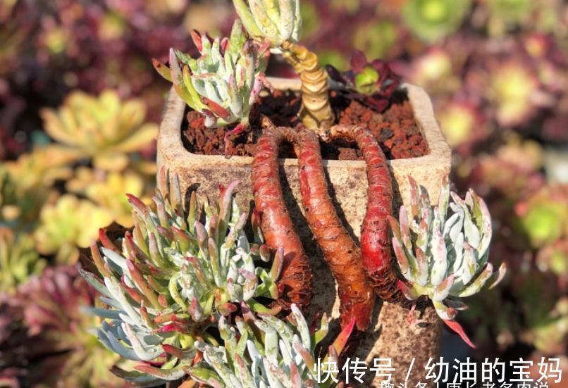 仙女杯多肉爱杜丽丝,有点冷反而适合养!选盆和配土都已帮你想好