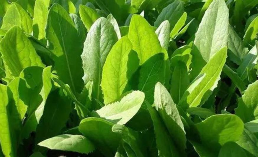  金针菇|5种火锅菜养阳台，长得快、味道香吃火锅随摘随涮，超方便