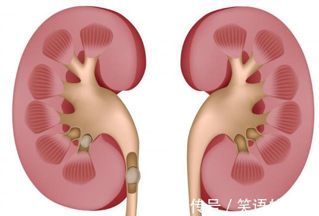 山茱萸|长期吃六味地黄丸,对身体是好是坏?专家终于说出了大实话
