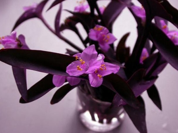 植物|别再养绿萝吊兰了,此花美丽又好养,扔进土里就能活,四季有花开