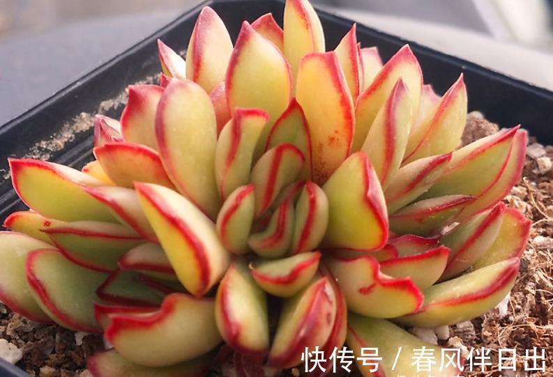 根系|天气热温度高,多肉缺水也不敢浇?来看看有经验的肉友是怎么做的