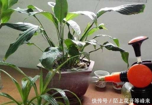 家里盆栽养不活,只要这几点,就可以让它油光发亮!