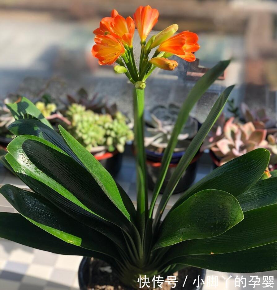 冬季养花,了解“七忌”,简单实用,安全过冬