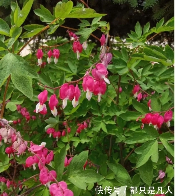 “寿命长”的10种花,寓意好,格调高,老人见了眉开眼笑!