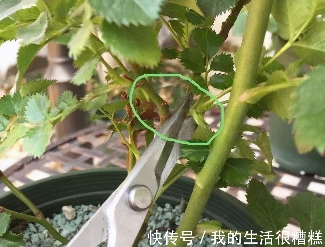 新买的月季小苗,4个关键处理好,根壮苗旺,卯足劲开花