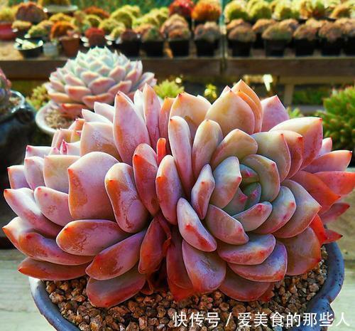 观赏价值|5种红色系多肉,灵气逼人楚楚可爱,人人见了都想养!