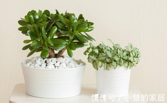 生长发育|养了多年的玉树为什么不开花？想要玉树开花，需要做好以下几点！