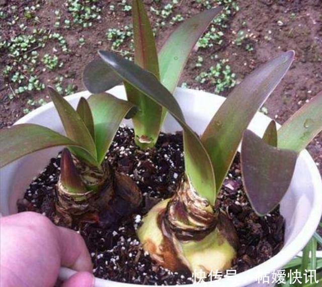 光照|春天养这花,花大如碗,独特漂亮,开完后,简单处理后 能再开花