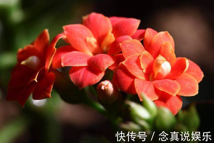 花色|丹麦盆栽花卉之冠圣诞伽蓝菜长寿花色丰富,理想的室内花卉