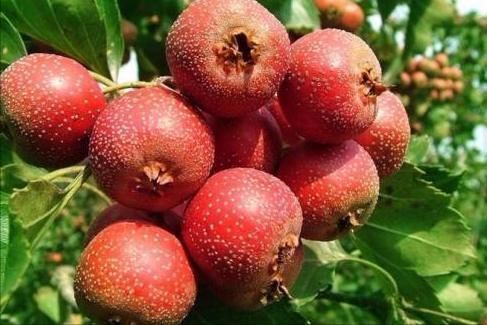 食物|秋季不妨多吃3种食物,排毒养颜,增强体质,谁吃谁受益