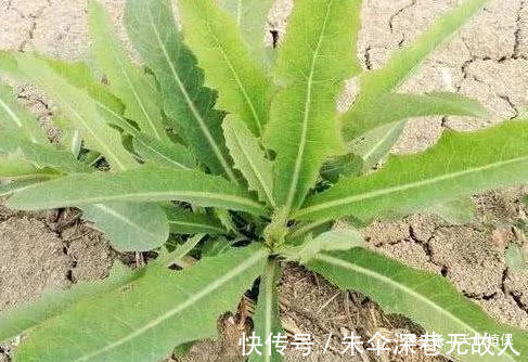 农村|农村被称为野莴苣,用来凉拌口感最佳,殊不知用途多样!