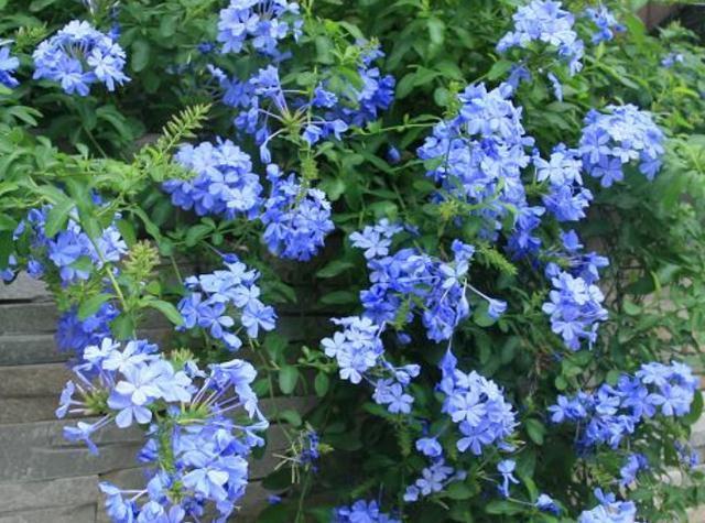 农历九月十八霜降后,养什么花?家里养3种花,平平安安红红火火