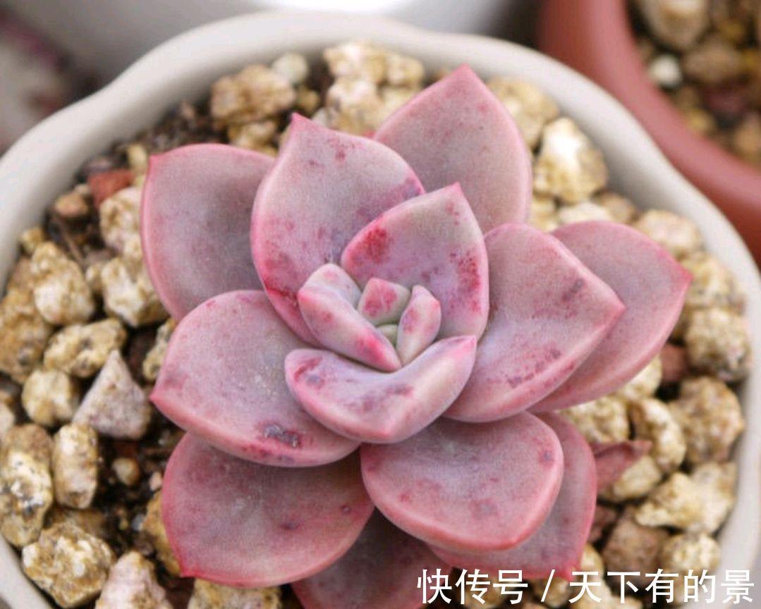 烂根|夏季喜欢养多肉，就养盆旭鹤吧，它属于夏型种，度夏没困难