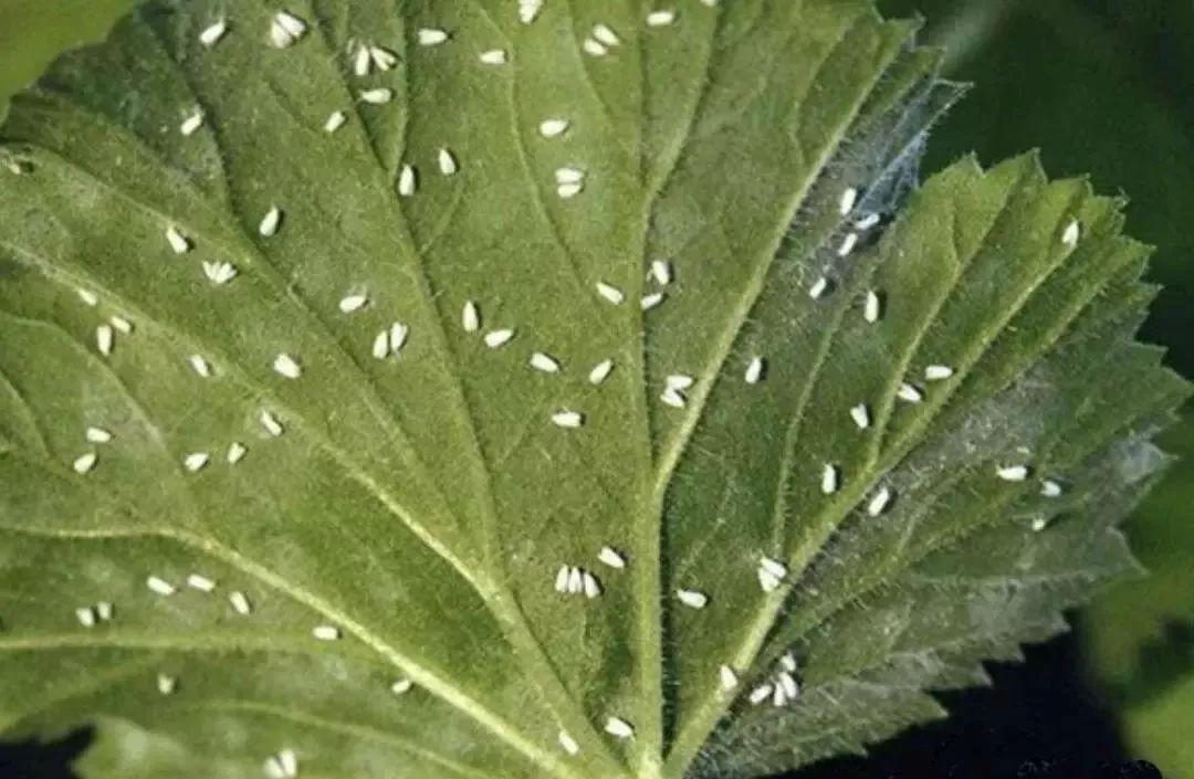 识别蚧壳虫的方法,花草如何预防,遇到了怎么灭杀