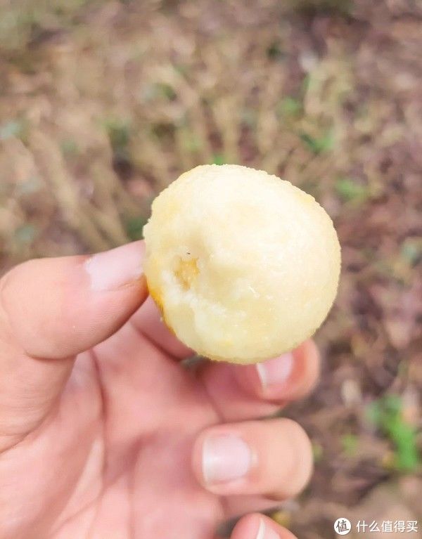 图虫创意 /p> p>如今, /p> p>洞庭山地区主要栽种的枇杷还是以白沙为