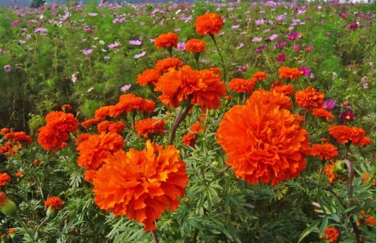 荷花|北京最美的季节里，北京号带您打卡秋日花海