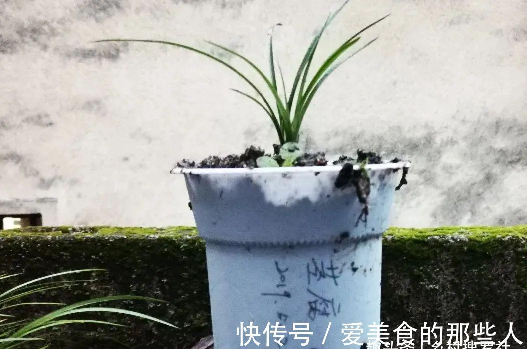 兰花茎腐病不要怕,4步操作就能养活开花,历时30个月