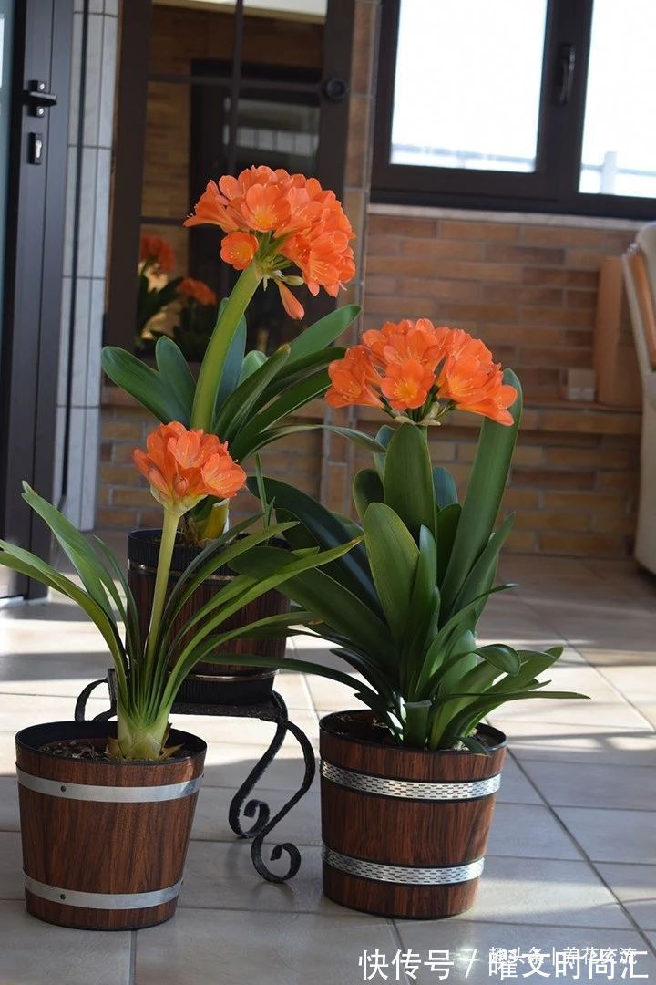 蟹爪兰|10种适合在秋季购买的盆栽花卉,提前买好,冬春时节持续有花开