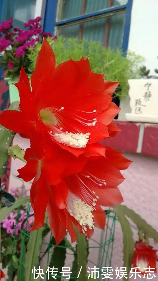 大荷花|一盆“仙人掌”，开满“大荷花”，又威武，又壮观，又好看