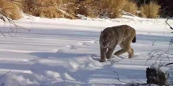 猞猁|王者风范！大兴安岭砍都河国家湿地公园有猞猁出没！