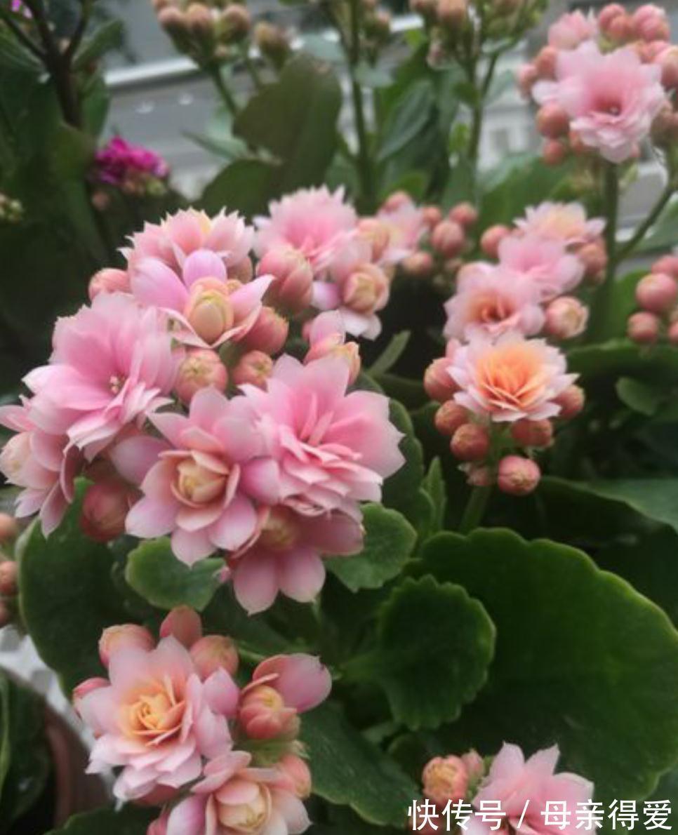 长寿花买回来不会养,花苞枯萎黄叶多,换换方法,花开靓丽赏花久