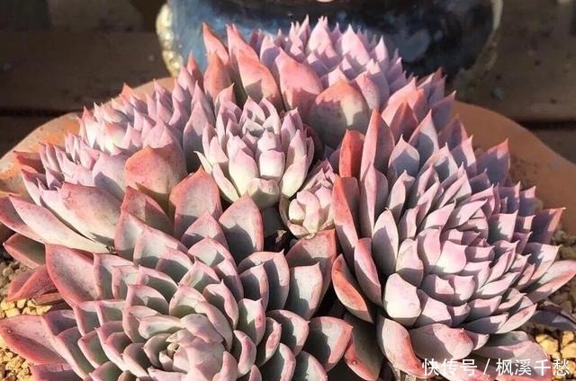 多肉中的5朵“金花”，价格贵点也愿意买，新手养起来都上瘾！