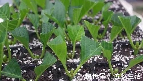 天冷扦插花草,技术再娴熟也没用,只有做到这些才能早生根发芽