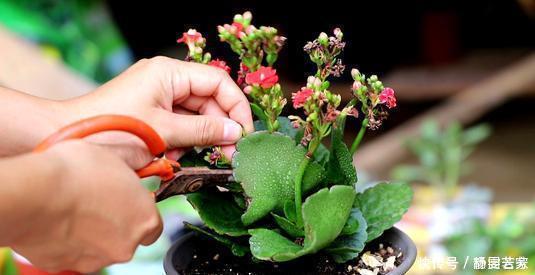 2种“矮子”花,不喜欢个子高,长高就要剪,不然难开花!