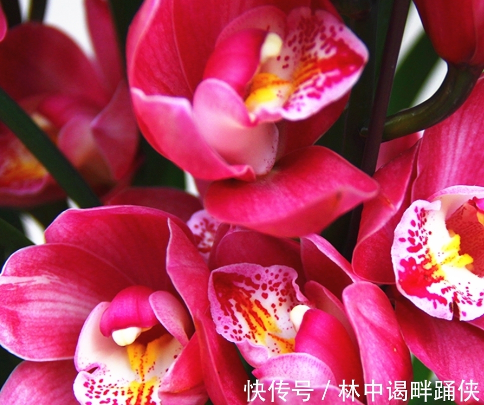 此兰花是一款“开花机器”，花大色艳香味浓，开花一茬接一茬