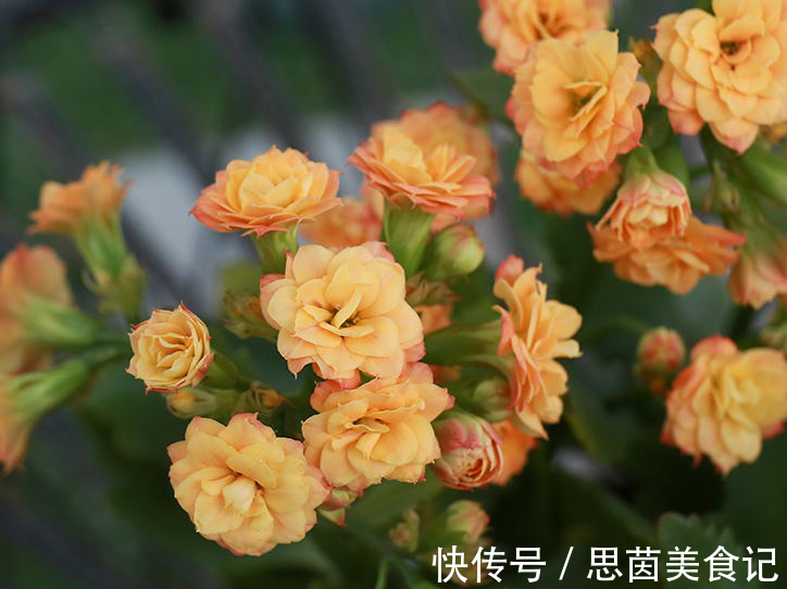 家里这5种花好看好养寓意好，种上几盆，还能净化空间吸甲醛