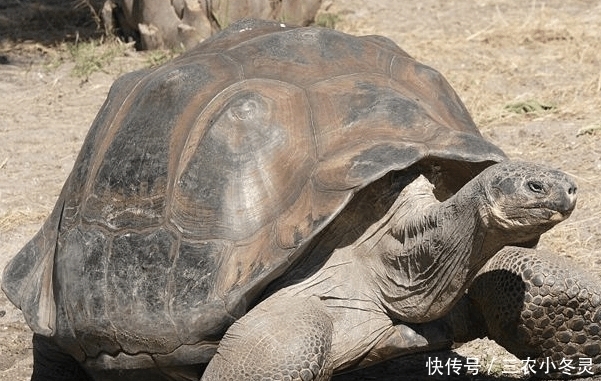 乌龟|农村老话, 一桌别摆三盘菜, 六人别做乌龟席”, 吃饭还有这讲究?