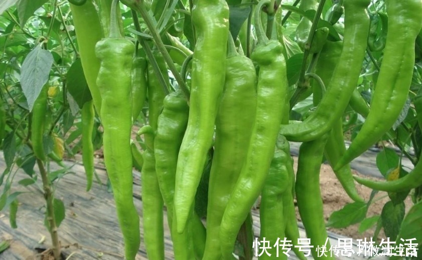 买辣椒时，如何区分辣椒辣不辣，只要记住这几点准不能买错