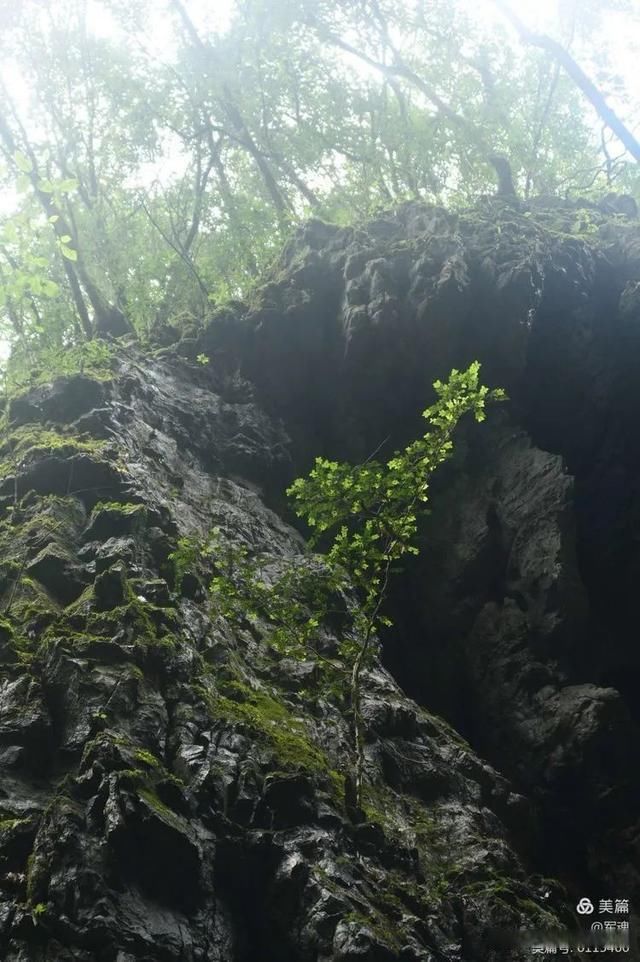 岩壁|探秘鬼斧神工的汉中“大屋基”地缝峡谷，秦巴深处的地质奇观