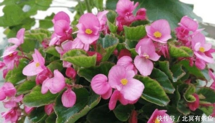 4种“旺运花”,吉祥添富贵,花朵粉嫩丰腴,绚丽夺目