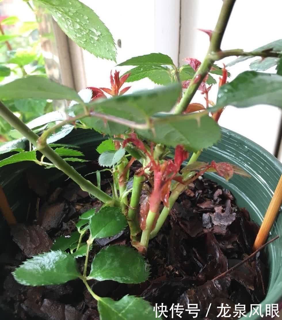 月季小苗怎么养?有2个小方法,顺利养到枝繁叶茂花开满枝