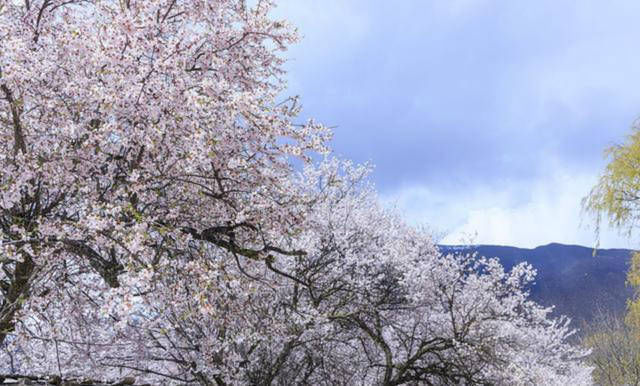 这首诗|白居易这首诗充满哲理,不仅入选《唐诗三百首》,同时还选入课本