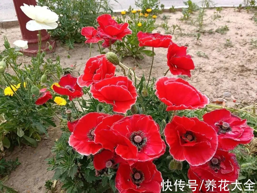 50种花春天播种,长满小院子,能开一整年
