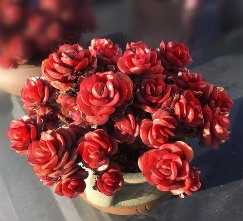 这花很特别，太阳越晒，叶子越红，长出状态像个艺术品