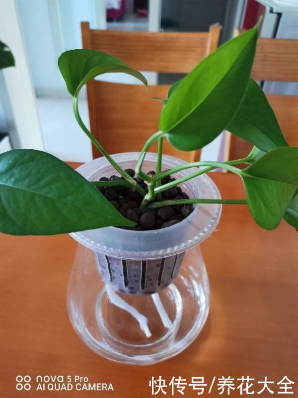 养花换个方法,直接插水里养,干净长得快