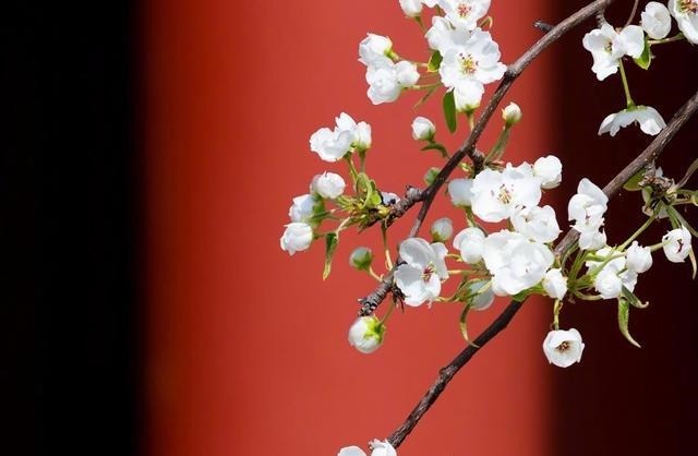 老年|“殷勤谢红叶，好去到人间”，人世恬淡，随缘自在