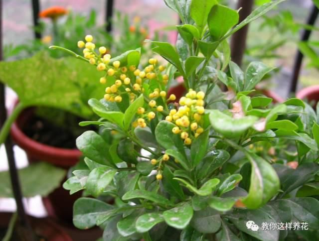 阳台就养这些花，花香味浓，久聚不散，香味飘满屋！