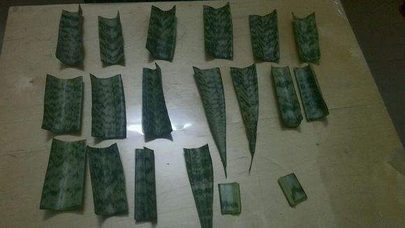 “这”4种花很贵,不要买,偷偷折一根枝,遇土就活,1毛钱不花