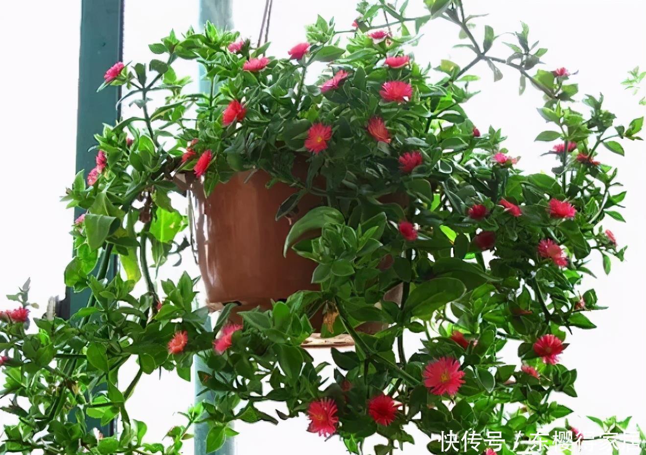 漂亮|6种漂亮花,夏天快扦插,越热越生根,30天就开花,适合急性子养