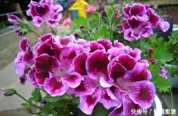 花卉|给花配土换盆的时候，4种东西别乱加，不然花卉难养好